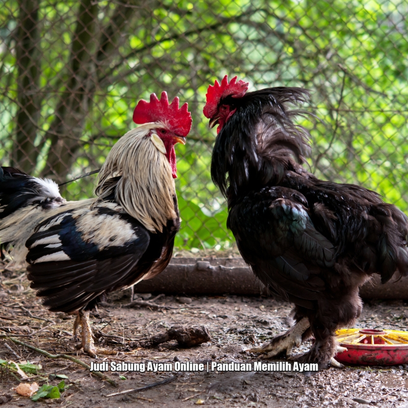Judi Sabung Ayam Online | Panduan Memilih Ayam